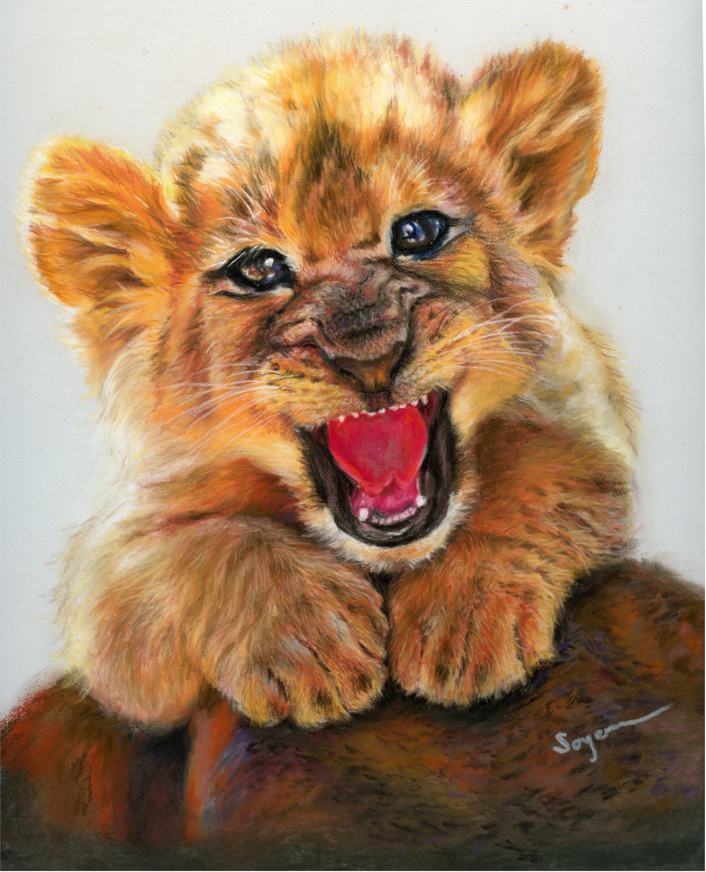 Baby lion