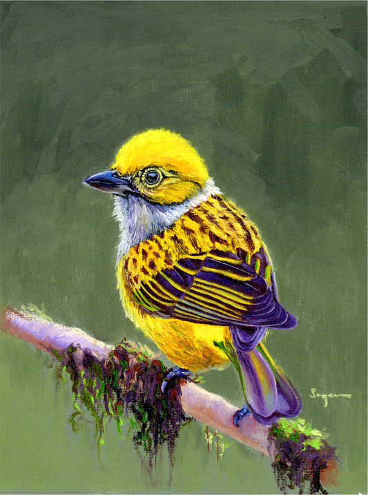 Asian golden weaver