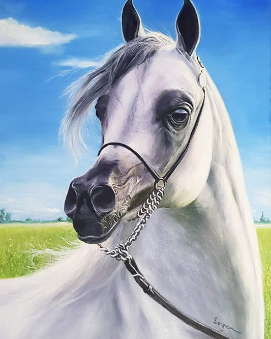Arabian Horse