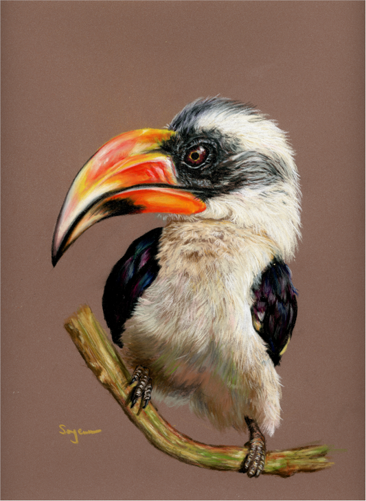 Vondecker hornbill