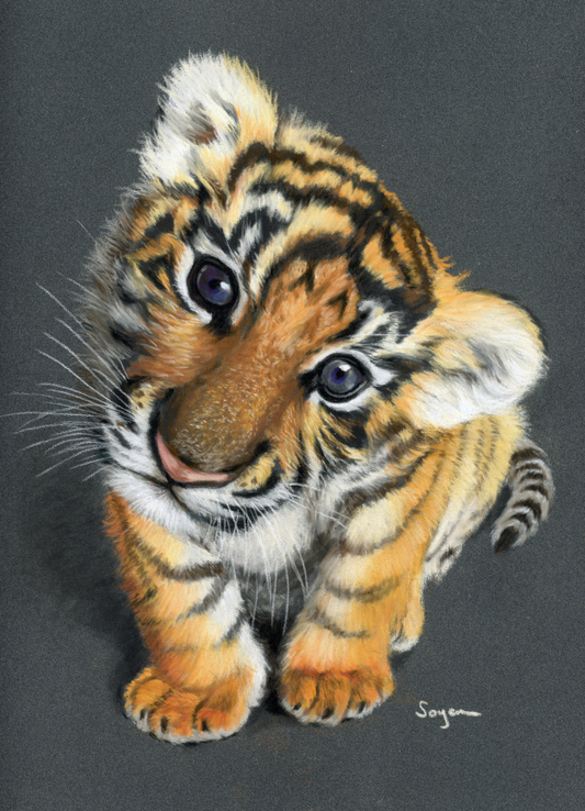 Baby tiger