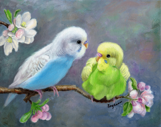 Budgie babies