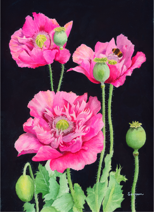 Opium poppies