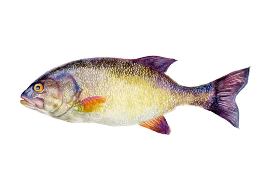 fish