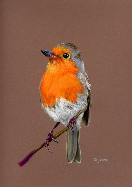 Robin Print